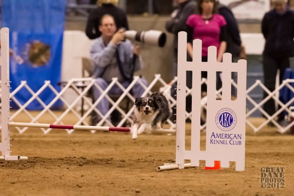 AKC Nationals 2012Courtesy of Great Dane Photos