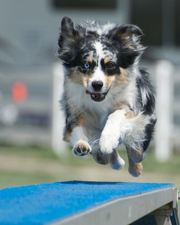 Gardens blow.  Agility fields rock! Photo by Randy Gaines